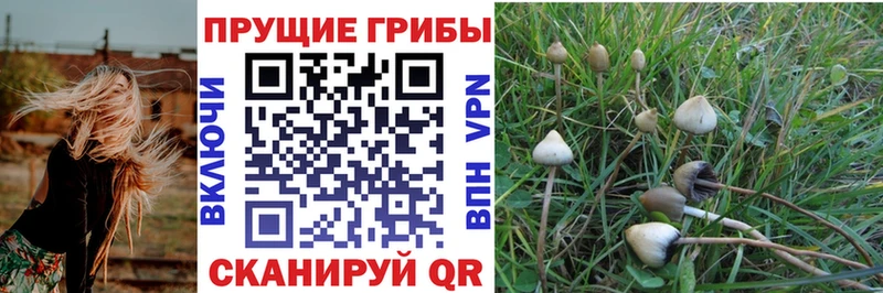 Галлюциногенные грибы Psilocybe Тосно